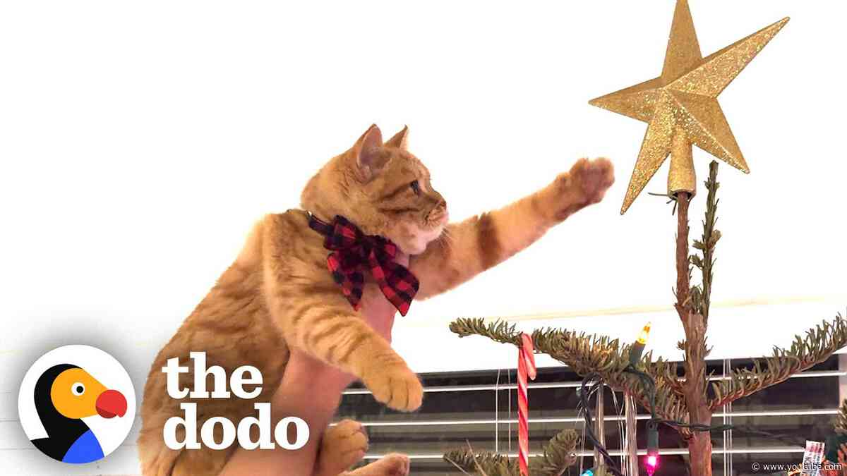 Clingy Kitten Gets To Pick Out Family's Christmas Tree | The Dodo