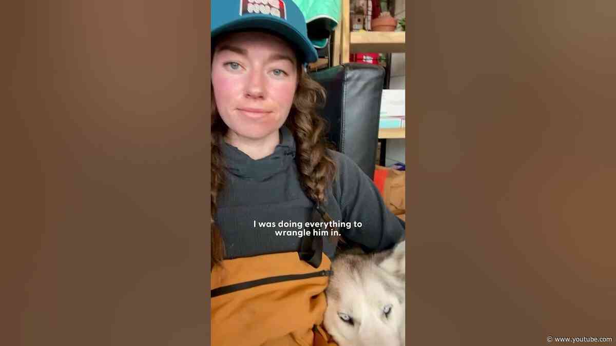 Woman Moves To The Mountains So Her Husky Could Ski | The Dodo