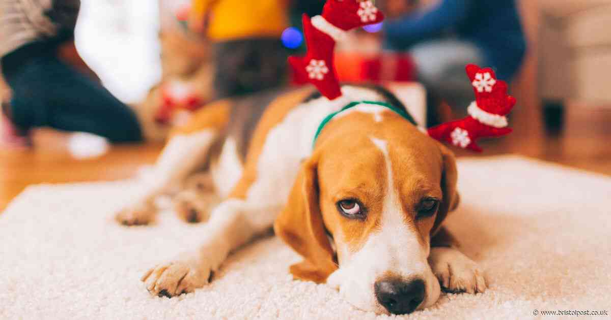 Vet issues warning over 'harmless' Christmas food that could damage your dog