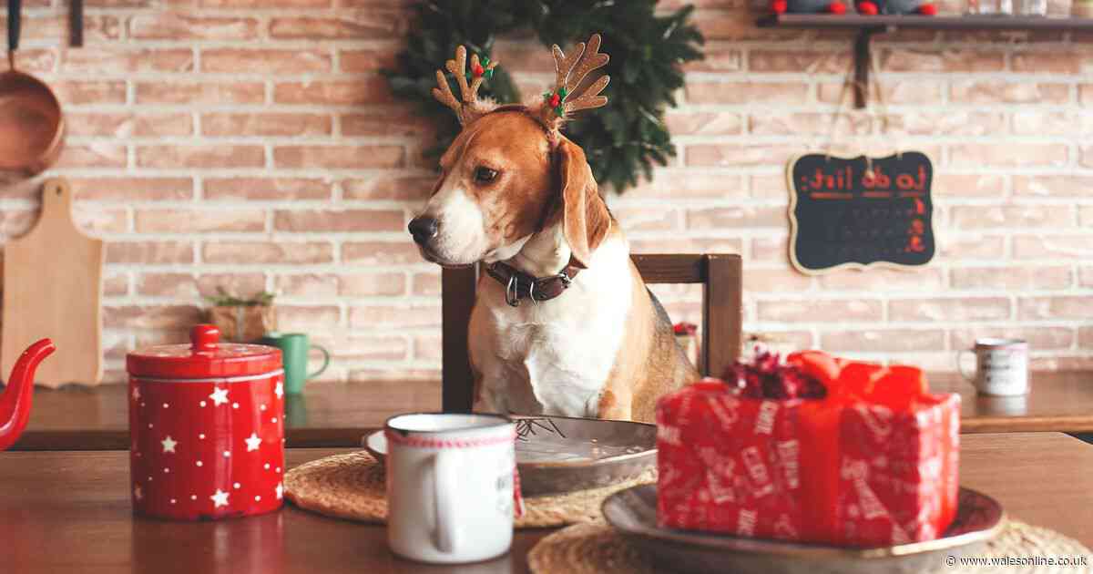 Vet issues warning over 'harmless' Christmas food that could damage your dog