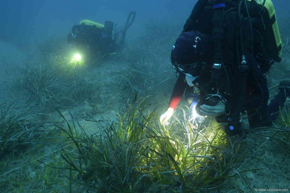 Réchauffement record; biodiversité en Méditerranée mieux protégée… Ce qu’il faut retenir d’un l’année 2024 côté climat