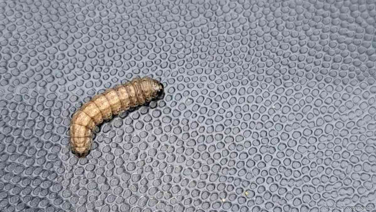 Deze rups werd een prachtige vlinder en Frans weet hoe die heet