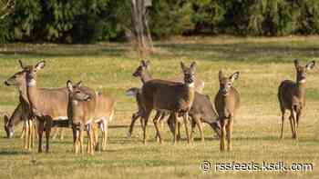 Missouri may make big change to deer hunting next year, spurred by spread of a 100% fatal disease