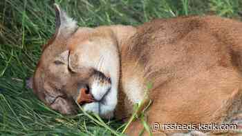 After traveling at least 400 miles, a mountain lion was illegally killed in Missouri, MDC says