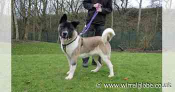 Wirral Globe dog of the week: 'Lovely' Zac needs you