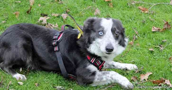 10 dogs including 'tiniest border collie' looking for their forever homes