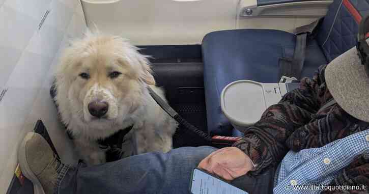 “Ho dovuto lasciare il mio posto in aereo in prima classe a un cane, sono furibondo”: lo sfogo su Reddit e la precisazione della Delta Airlines