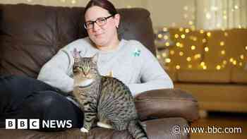 Cat abandoned in filthy flat rehomed for Christmas