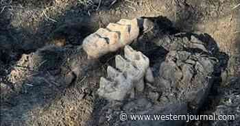 Homeowner Finds Weird Rocks in Yard, Begins Digging and Uncovers Part of Giant Prehistoric Mouth