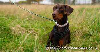 Meet the dogs looking for forever homes this Christmas at Woodgreen