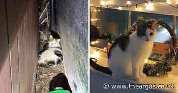 Hope that cat found with kittens behind shed will get a home for Christmas