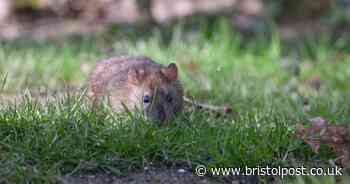 Nine ways to stop rats getting into your garden amid 'worst winter for invasions'