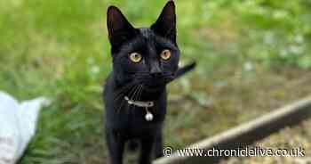 Curious County Durham kitten survives Christmas scare after eating netting from roast beef