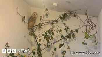 Barn owl caught in kite line 'very lucky' to be rescued