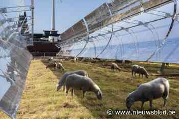 “Schaap heeft kabel doorgebeten”: grootste zonnespiegelpark van Europa ligt stil na technische problemen en faillissement