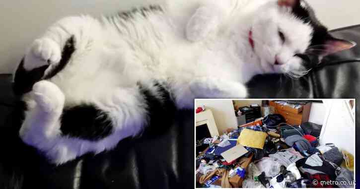 Poor cat abandoned for five weeks rehomed in time for Christmas