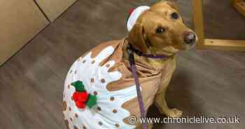 Dog dressed as Santa brings Christmas joy to patients in North East hospitals