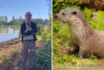 Otter na vijftig jaar opnieuw gespot in Calievallei: “Dit betekent dat we goed bezig zijn voor biodiversiteit”