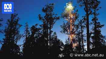 Protesters decorate 80-metre-tall Christmas tree to stop it from getting logged