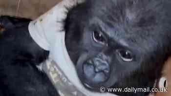 Sweet moment baby gorilla wearing a T-shirt is saved at an airport after being found hidden in a small wooden crate