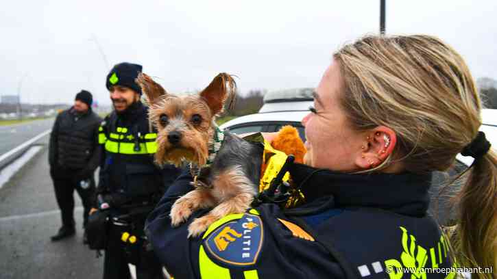 Ravage op A2 na crash met pick-up truck: hondje nagekeken