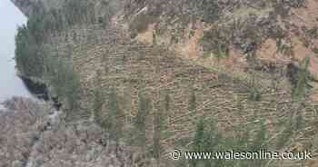 One of Wales' most beautiful lakes was hit by devastating tree fall during Storm Darragh