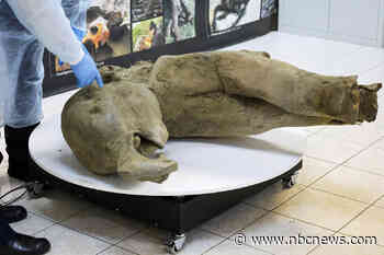 Discovery of 50,000-year-old baby mammoth a big boon to researchers