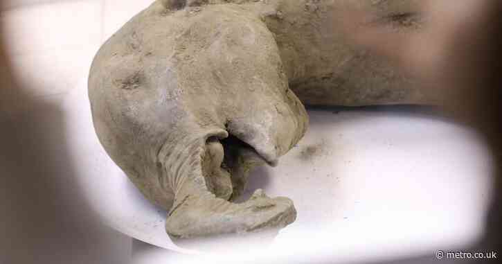 50,000-year-old baby mammoth may be ‘best-preserved’ specimen yet