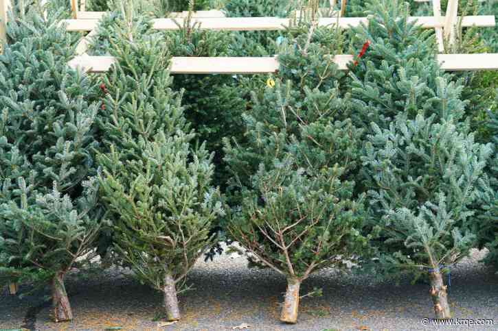 Albuquerque residents can recycle real Christmas trees starting on Thursday