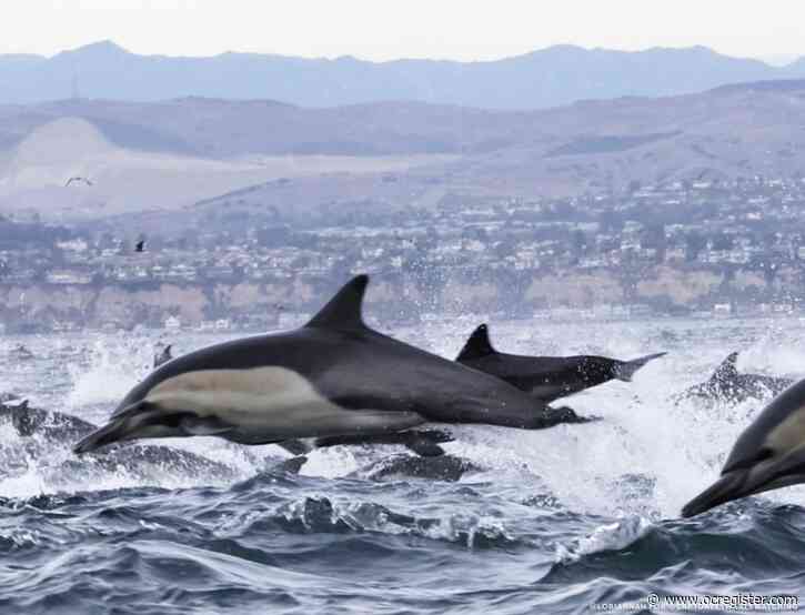 December dolphin stampede off Dana Point ‘off the charts’