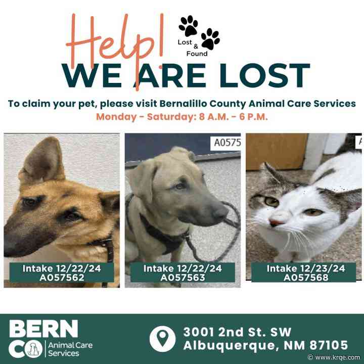 Bernalillo County animal shelter has found 16 lost or stray pets since Sunday