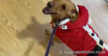 Meet Bella, the adorable pooch bringing festive joy at health trust