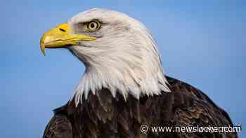 Biden ondertekent wet die Amerikaanse zeearend officieel nationale vogel VS maakt