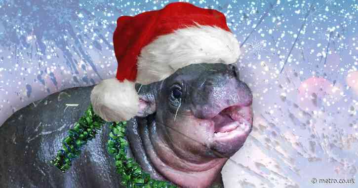 How Edinburgh Zoo’s ‘feisty’ endangered hippo is celebrating her first Christmas