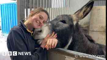 Donkey prepares for village nativity acting debut