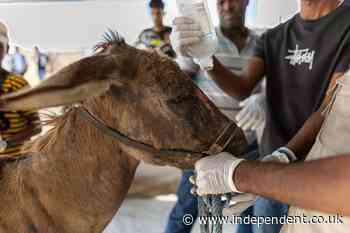 Saving Gaza’s forgotten animals: The family risking all to rescue cats, dogs and donkeys in war this Christmas