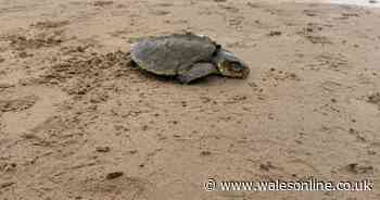 Children find turtle washed up on west Wales beach