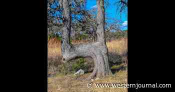 If You Ever See a Bent Tree in the Woods, Look Where It Points