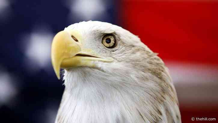 Long an unofficial symbol, bald eagle becomes official US bird