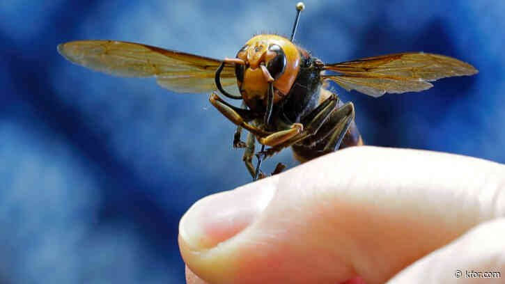 'Murder hornets' eradicated from United States