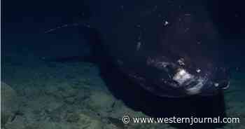 Research Team Drops Camera Into Abyssal Pacific Trench - It Captures Terrifying Images