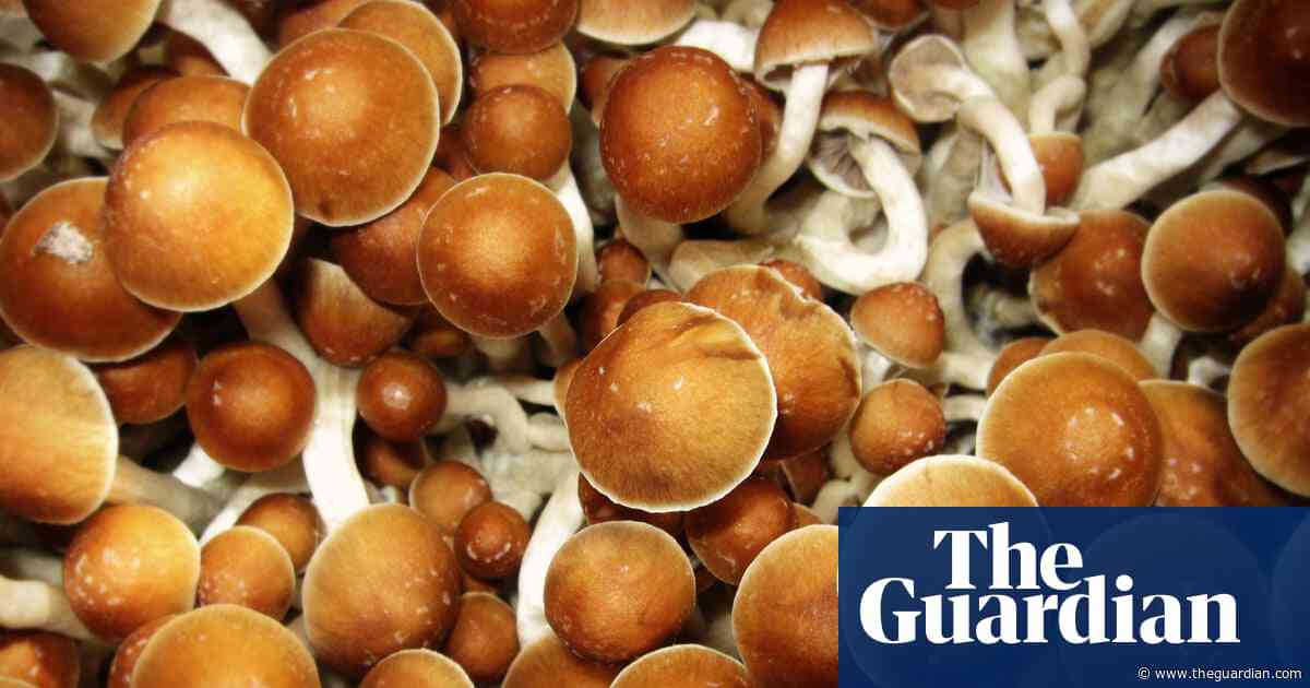 Experts warn of mental health risks after rise in magic mushroom use