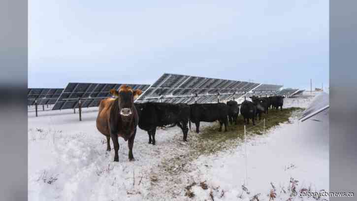 Solar burgers: How agrivoltaics is marrying food production with green energy