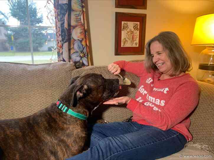 Home for the 'pawlidays': Families foster dogs for Christmas