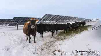 How agrivoltaics is marrying food production with green energy in Alberta