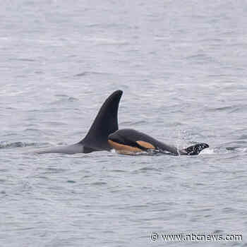 Orca who carried her dead newborn 1,000 miles gives birth to another new calf