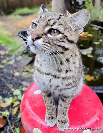 20 big cats die from bird flu at Washington wildlife sanctuary