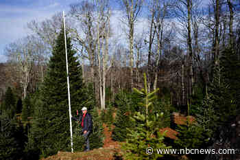 America's Christmas tree farms face new perils