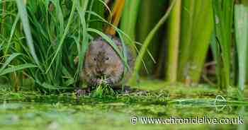 Water voles on the up in Northumberland despite national decline