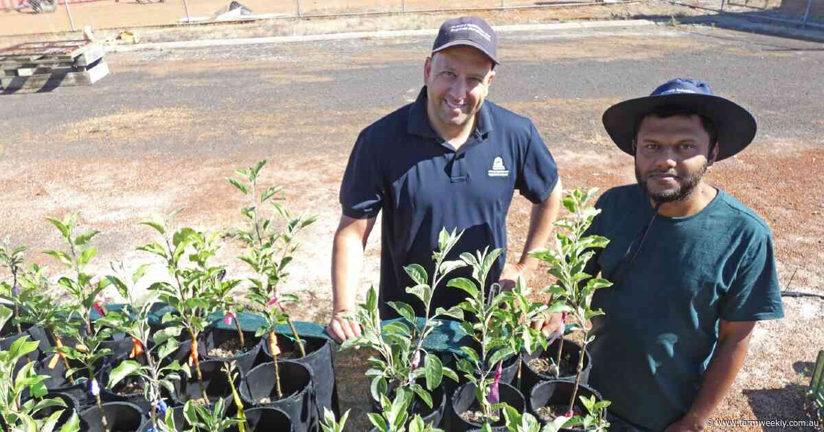 Research in Western Australia gets to the crunch of apple scab disease